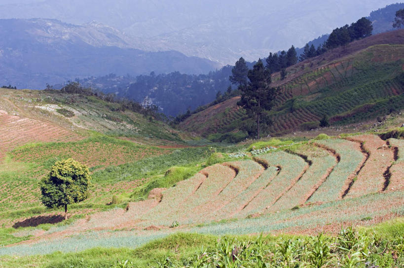 无人,农田,横图,俯视,室外,白天,旅游,度假,庄稼,梯田,农作物,草地,草坪,美景,山,山脉,植物,海地,阴影,丰富,丰收,朦胧,模糊,曲折,弯曲,光线,影子,景观,山峰,山峦,丰盛,娱乐,草,树,树木,蓝色,绿色,蓝天,天空,阳光,自然,群山,天,享受,休闲,景色,放松,蜿蜒,生长,晴朗,成长,北美,北美洲,自然风光,美洲,万里无云,北亚美利加洲,亚美利加洲,海地共和国,太子港,丰登,丰硕,晴空,晴空万里,彩图,高角度拍摄,耕地,庄稼田