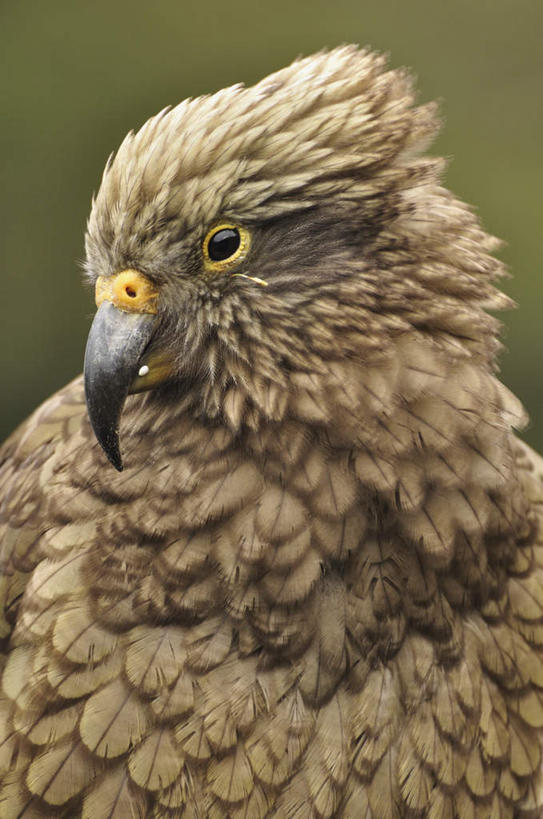 脸,头,脸颊,无人,公园,竖图,室外,特写,白天,正面,旅游,度假,美景,鸟,鹦鹉,新西兰,一艘,阴影,朦胧,模糊,光线,鸟类,影子,景观,涟漪,注视,娱乐,阳光,自然,动物,观察,看,站着,享受,休闲,景色,放松,可爱,活泼,观看,察看,国家公园,关注,自然风光,大洋洲,纽西兰,观赏鸟,长白云之乡,新西兰南岛,亚瑟隘口国家公园,头部,脸部,脸蛋,面部,站立,半身,彩图