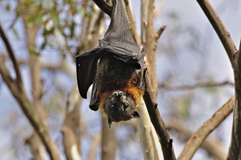无人,横图,室外,白天,正面,旅游,度假,美景,植物,蝙蝠,野生动物,澳大利亚,吊挂,悬挂,阴影,光线,细菌,影子,景观,云,云朵,挂,云彩,注视,娱乐,树,树木,一只,蓝色,绿色,白云,蓝天,天空,阳光,自然,动物,天,观察,看,享受,休闲,景色,放松,生长,晴朗,成长,观看,察看,关注,自然风光,大洋洲,澳洲,病菌,墨尔本,狐蝠,南方大陆,首府,传染,澳大利亚联邦,锤头果蝠,飞狐,伏翼,果蝠,老鼠皮翼,天鼠,夜燕,维多利亚,维多利亚州,新金山,晴空,仙鼠,彩图,全身