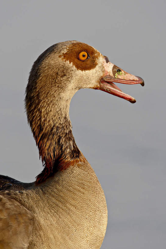 无人,动物园,竖图,室外,特写,白天,侧面,旅游,度假,河流,美景,水,鸟,野生动物,非洲,南非,一艘,阴影,光线,鸟类,影子,河水,景观,水流,涟漪,注视,娱乐,阳光,自然,动物,观察,看,站着,张嘴,享受,休闲,景色,放松,可爱,活泼,观看,察看,国家公园,关注,自然风光,张大嘴巴,克鲁格国家公园,阿非利加洲,德兰士瓦省,南非共和国,埃及雁,秃雁,张开嘴,站立,半身,彩图