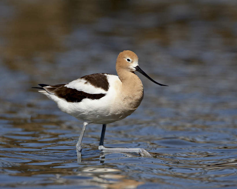 无人,横图,室外,白天,侧面,旅游,度假,河流,美景,水,鸟,美国,一艘,阴影,光线,反嘴鹬,鸟类,影子,河水,景观,水流,涟漪,注视,娱乐,倒影,阳光,自然,观察,看,站着,享受,休闲,景色,放松,观看,察看,倒映,北美,北美洲,关注,自然风光,美洲,科罗拉多州,科罗拉多,北亚美利加洲,亚美利加洲,百年州,反照,站立,彩图,全身