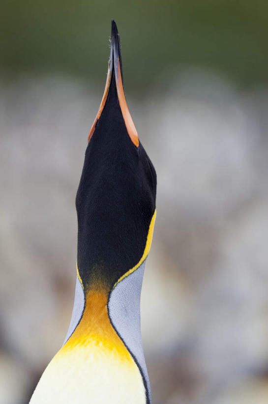 脸,头,脸颊,无人,站,竖图,室外,特写,白天,正面,旅游,度假,美景,企鹅,野生动物,阴影,朦胧,模糊,光线,影子,景观,注视,娱乐,肩膀,一只,阳光,自然,动物,看,站着,享受,休闲,景色,南美,放松,可爱,活泼,南美洲,拉丁美洲,关注,自然风光,美洲,亚美利加洲,南亚美利加洲,南乔治亚岛,福克兰群岛,马岛,马尔维纳斯群岛,国王企鹅,王企鹅,头部,脸部,脸蛋,面部,抬头,仰头,站立,半身,彩图