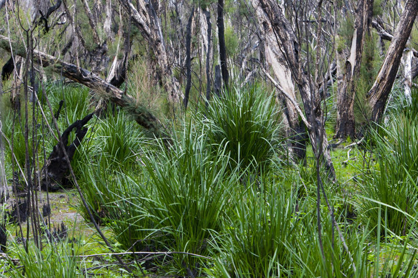 无人,公园,横图,室外,白天,正面,旅游,度假,草地,草坪,美景,森林,树林,植物,澳大利亚,阴影,枯萎,光线,影子,景观,娱乐,草,树,树木,绿色,阳光,自然,享受,休闲,景色,放松,茂盛,生长,成长,繁茂,死亡,国家公园,自然风光,大洋洲,澳洲,南方大陆,兴旺,澳大利亚联邦,昌盛,西澳大利亚,西澳大利亚州,昌隆,畅旺,发达,蕃芜,繁盛,富强,枯败,隆盛,蓬勃,旺盛,兴隆,兴盛,郁勃,扬切普国家公园,彩图