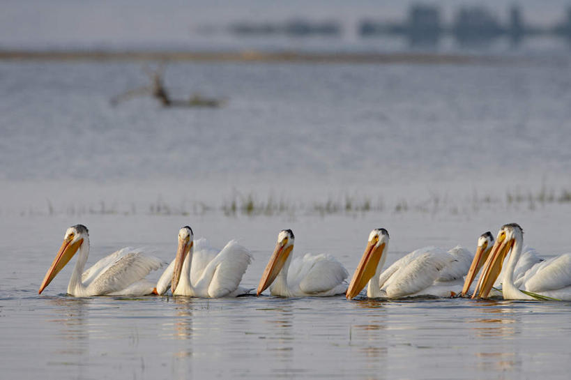 游泳,无人,公园,横图,俯视,室外,白天,旅游,度假,湖,湖泊,美景,水,鸟,美国,一排,一群,许多,阴影,波纹,整齐,光线,鸟类,影子,湖面,景观,水流,水面,涟漪,很多,注视,娱乐,排列,倒影,水纹,阳光,自然,波浪,湖水,观察,看,享受,休闲,景色,放松,观看,察看,倒映,北美,北美洲,国家公园,队列,关注,自然风光,美洲,黄石国家公园,怀俄明州,鹈鹕,怀俄明,黄石公园,塘鹅,水晕,北亚美利加洲,亚美利加洲,泅水,平等之州,白鹈鹕,反照,拍浮,彩图,高角度拍摄,全身