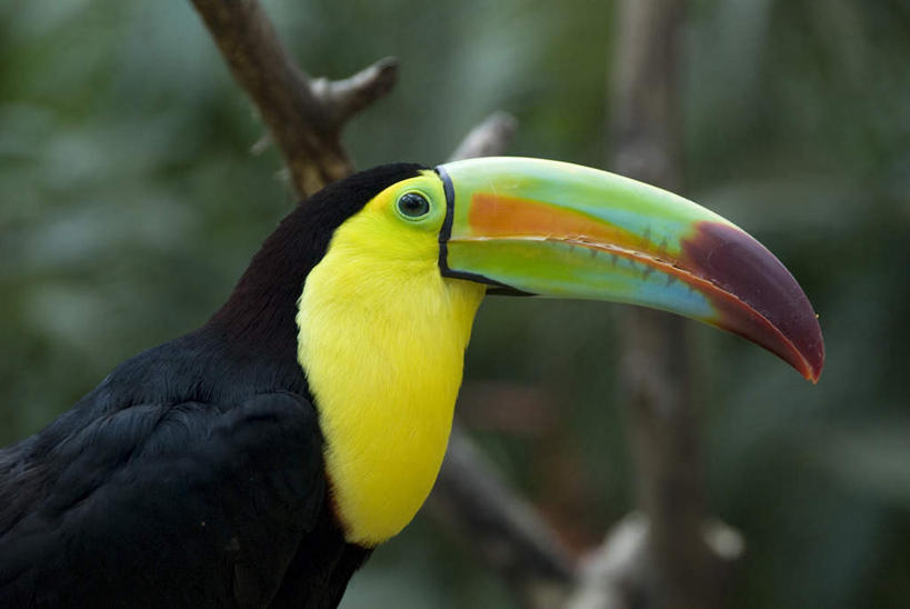 无人,站,横图,室外,特写,白天,侧面,旅游,度假,美景,植物,鸟,野生动物,洪都拉斯,阴影,朦胧,模糊,光线,鸟类,影子,景观,枝条,注视,娱乐,树,树木,树枝,一只,阳光,自然,动物,观察,看,站着,享受,休闲,景色,放松,观看,察看,北美,北美洲,关注,自然风光,美洲,巨嘴鸟,北亚美利加洲,亚美利加洲,鵎鵼,洪都拉斯共和国,虬枝,枝杈,科潘,科潘玛雅遗址,科潘遗址,厚嘴巨嘴鸟,厚嘴鵎鵼,站立,半身,彩图