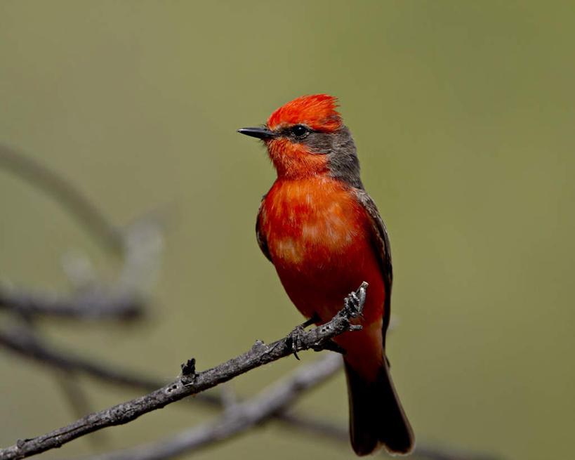 无人,站,横图,室外,特写,白天,正面,旅游,度假,美景,植物,鸟,美国,阴影,朦胧,模糊,光线,鸟类,影子,景观,枝条,注视,娱乐,树,树木,树枝,一只,红色,绿色,阳光,自然,观察,看,站着,享受,休闲,景色,放松,生长,成长,观看,察看,亚利桑那,北美,北美洲,关注,自然风光,美洲,亚利桑那州,大峡谷之州,北亚美利加洲,亚美利加洲,虬枝,枝杈,霸鹟,朱红霸鹟,站立,彩图,全身