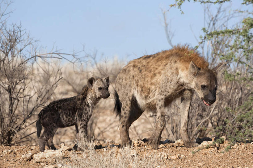 无人,走,横图,俯视,室外,白天,旅游,度假,草地,草坪,石头,美景,植物,狗,野生动物,非洲,南非,阴影,朦胧,模糊,光线,石子,影子,景观,注视,娱乐,草,蓝色,绿色,蓝天,天空,阳光,自然,动物,天,低头,观察,看,两只,享受,休闲,景色,放松,晴朗,观看,察看,关注,自然风光,凶猛,鬣狗,万里无云,阿非利加洲,斑点土狼,斑鬣狗,南非共和国,残暴,凶残,石块,岩石,晴空,晴空万里,步行,散步,走路,彩图,高角度拍摄,全身
