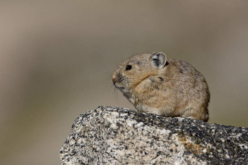 无人,站,横图,俯视,室外,特写,白天,石头,美景,野生动物,美国,阴影,朦胧,模糊,光线,石子,影子,景观,注视,一只,阳光,自然,动物,观察,看,站着,景色,可爱,活泼,观看,察看,北美,北美洲,关注,自然风光,美洲,鼠兔,科罗拉多州,科罗拉多,北亚美利加洲,亚美利加洲,百年州,石块,岩石,站立,彩图,高角度拍摄,全身
