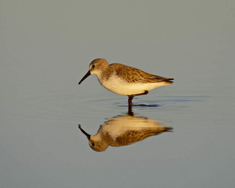 无人,站,横图,俯视,室外,白天,湖,湖泊,美景,水,鸟,野生动物,美国,阴影,波纹,朦胧,模糊,光线,鸟类,影子,湖面,景观,水流,水面,涟漪,注视,一只,倒影,水纹,阳光,自然,动物,波浪,湖水,观察,看,站着,景色,可爱,活泼,观看,察看,倒映,北美,北美洲,关注,加利福尼亚,自然风光,美洲,加州,加利福尼亚州,金州,黄金州,水晕,北亚美利加洲,亚美利加洲,索尔顿海,索尔顿湖,反照,半蹼鸻,站立,彩图,高角度拍摄,全身