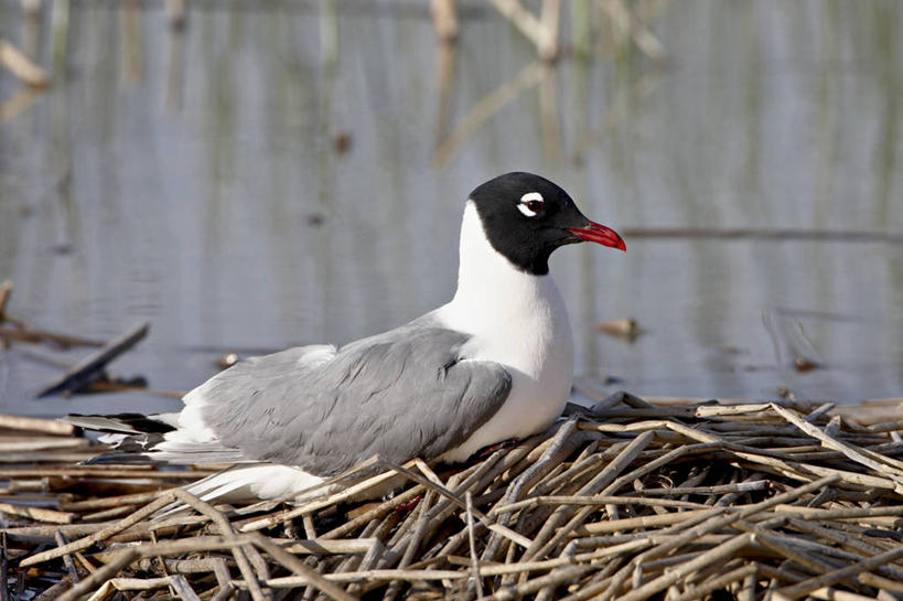 无人,蹲,横图,室外,白天,侧面,旅游,度假,河流,美景,水,植物,鸟,美国,阴影,光线,鸟类,影子,河水,景观,水流,枝条,注视,娱乐,树,树木,树枝,一只,倒影,阳光,自然,观察,看,享受,休闲,景色,放松,观看,察看,倒映,北美,北美洲,犹他州,关注,自然风光,美洲,鸥,银鸥,北亚美利加洲,亚美利加洲,犹他,蜂窝之州,蜂房州,黑背鸥,黄腿鸥,反照,虬枝,枝杈,蹲着,彩图,全身