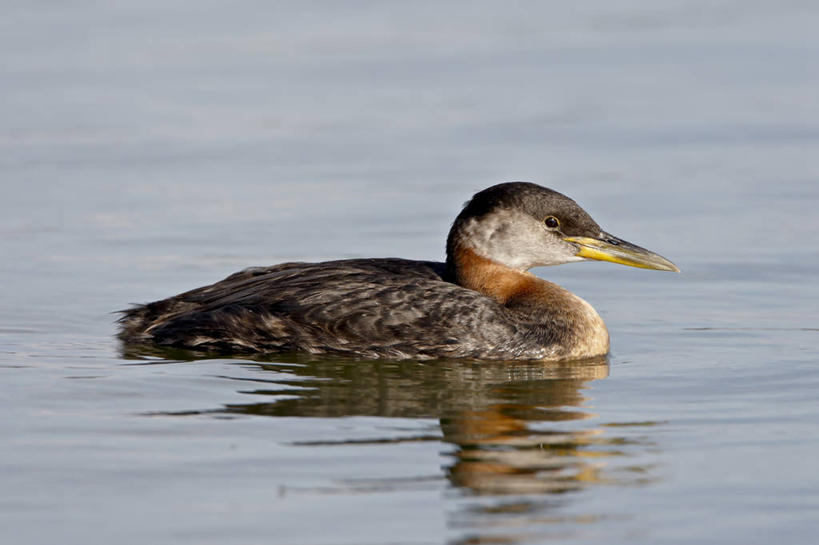 游泳,无人,横图,室外,白天,侧面,旅游,度假,河流,美景,水,鸟,美国,阴影,光线,鸟类,影子,河水,景观,水流,注视,娱乐,一只,倒影,阳光,自然,观察,看,享受,休闲,景色,放松,观看,察看,倒映,北美,北美洲,关注,自然风光,美洲,阿拉斯加,阿拉斯加州,北亚美利加洲,亚美利加洲,泅水,最后的边疆,午夜阳光之地,鸊鷉,反照,拍浮,彩图,全身