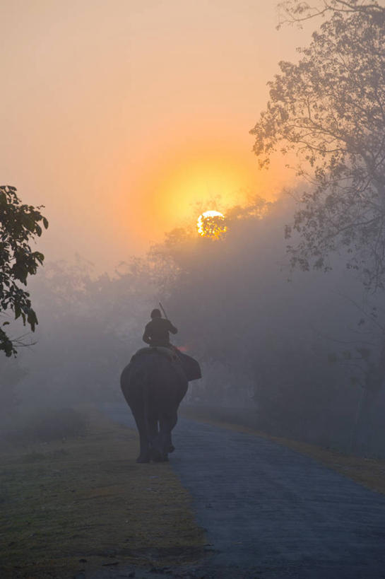 一个人,坐,竖图,室外,白天,旅游,度假,日落,植物,雾,道路,路,哺乳动物,大象,野生动物,印度,亚洲,仅一个男性,仅一个人,仅一个中年男性,一头,握,服装,朦胧,模糊,晚霞,霞光,落日,小路,枝条,交通,拿,拿着,休闲装,娱乐,树,树木,树枝,背面,衣服,黄昏,动物,享受,休闲,休闲服,彩霞,放松,握着,服饰,迷雾,南亚,印度共和国,夕照,虬枝,枝杈,阿萨姆,阿萨姆邦,男人,男性,中年男性,亚洲人,印度人,大雾,夕阳,象,坐着,彩图,全身,斜阳