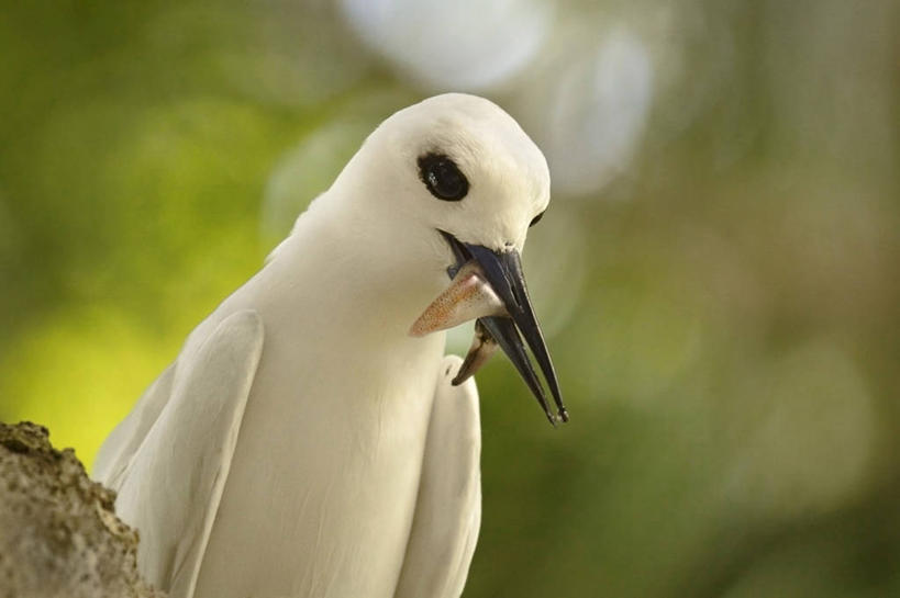 无人,站,横图,室外,特写,白天,正面,旅游,度假,石头,美景,鸟,野生动物,澳大利亚,咬,阴影,朦胧,模糊,光线,鸟类,燕鸥,鱼,石子,影子,景观,注视,娱乐,鱼类,一个,一只,白色,阳光,自然,动物,观察,看,站着,享受,休闲,景色,放松,可爱,活泼,单个,观看,咬着,察看,关注,自然风光,大洋洲,澳洲,南方大陆,火山岛,澳大利亚联邦,新南威尔士,新南威尔士州,豪勋爵岛,石块,站立,半身,彩图,益鸟