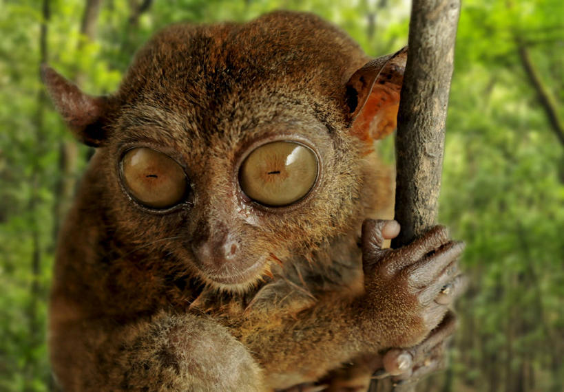 无人,横图,室外,特写,白天,正面,旅游,度假,美景,森林,树林,植物,哺乳动物,猴,野生动物,猴子,菲律宾,亚洲,朦胧,模糊,景观,树桩,注视,娱乐,树,树干,树木,一只,绿色,自然,动物,观察,看,享受,休闲,抓,木桩,景色,放松,可爱,东南亚,活泼,生长,成长,观看,察看,抓着,关注,自然风光,眼镜猴,薄荷岛,菲律宾共和国,米沙鄢,米沙鄢群岛,保和岛,保和,半身,彩图