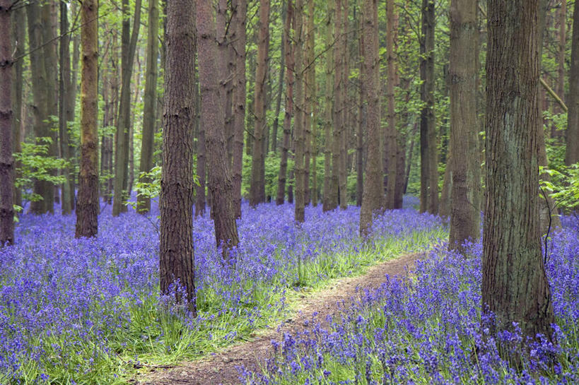 无人,横图,室外,白天,正面,旅游,度假,花海,花圃,森林,植物,道路,路,叶子,英国,欧洲,一排,阴影,整齐,盛开,光线,影子,小路,交通,花蕾,娱乐,英格兰,花,花瓣,花朵,花卉,鲜花,树,树木,排列,绿色,阳光,自然,花丛,花束,花田,花苞,花蕊,享受,休闲,放松,生长,成长,西欧,队列,大不列颠,大不列颠及北爱尔兰联合王国,大不列颠联合王国,日不落英帝国,西米德兰兹郡,英吉利,西米德兰兹,彩图,沃里克郡