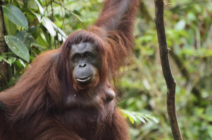 无人,横图,室外,特写,白天,正面,旅游,度假,美景,植物,野生动物,猩猩,叶子,马来西亚,亚洲,阴影,朦胧,模糊,光线,纹理,影子,景观,棕色,绿叶,娱乐,一只,红色,绿色,阳光,自然,动物,享受,休闲,嫩叶,景色,放松,东南亚,活泼,毛发,自然风光,苏门答腊猩猩,肌理,婆罗洲,加里曼丹岛,婆罗洲岛,马来西亚联邦,沙捞越,砂拉越州,犀鸟之乡,叶,叶片,叶脉,彩图