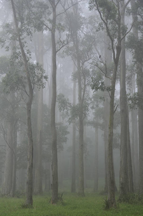 无人,公园,竖图,室外,白天,正面,旅游,度假,草地,草坪,森林,植物,雾,澳大利亚,阴影,朦胧,模糊,光线,影子,娱乐,草,树,树木,绿色,阳光,自然,享受,休闲,放松,生长,成长,迷雾,国家公园,大洋洲,澳洲,墨尔本,南方大陆,首府,澳大利亚联邦,维多利亚,维多利亚州,新金山,丹顿农山脉国家公园,大雾,彩图