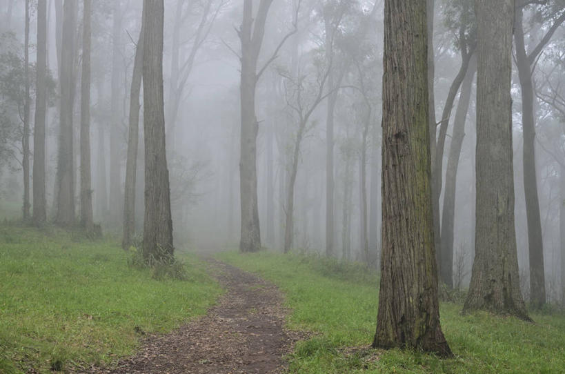 无人,公园,横图,室外,白天,正面,旅游,度假,草地,草坪,美景,森林,植物,雾,道路,路,公路,澳大利亚,许多,阴影,朦胧,模糊,光线,影子,景观,交通,很多,娱乐,草,树,树木,绿色,阳光,自然,享受,休闲,景色,放松,生长,成长,迷雾,国家公园,自然风光,大洋洲,澳洲,墨尔本,南方大陆,首府,澳大利亚联邦,维多利亚,维多利亚州,新金山,丹顿农山脉国家公园,大雾,马路,彩图