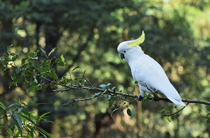 无人,公园,站,横图,室外,白天,仰视,旅游,度假,美景,植物,鸟,野生动物,鹦鹉,叶子,澳大利亚,阴影,朦胧,模糊,光线,鸟类,纹理,影子,景观,绿叶,枝条,娱乐,树,树木,树枝,绿色,白色,阳光,自然,动物,站着,享受,休闲,嫩叶,景色,放松,国家公园,自然风光,大洋洲,澳洲,墨尔本,南方大陆,肌理,首府,澳大利亚联邦,大葵花凤头鹦鹉,大葵花鹦鹉,葵花巴丹,葵花凤头鹦鹉,维多利亚,维多利亚州,新金山,虬枝,枝杈,丹顿农山脉国家公园,叶,叶片,叶脉,站立,彩图,低角度拍摄,全身