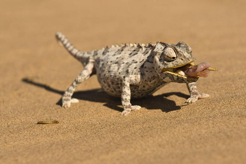 无人,横图,俯视,室外,白天,旅游,度假,沙漠,变色龙,野生动物,非洲,纳米比亚,阴影,光线,影子,娱乐,吐舌头,一只,阳光,动物,趴着,伸舌头,享受,休闲,鬼脸,吐舌,放松,纳米比亚共和国,避役,纳米布沙漠,纳米比沙漠,纳米比亚变色龙,大漠,砂漠,趴,彩图,高角度拍摄,全身