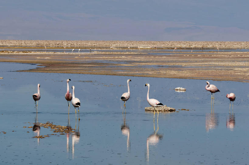 无人,站,横图,室外,白天,正面,旅游,度假,湖,湖泊,美景,沙漠,水,植物,鸟,智利,一群,许多,阴影,枯萎,光线,红鹤,火烈鸟,鸟类,沙子,影子,湖面,景观,水流,水面,云,云朵,枯草,沙丘,很多,云彩,注视,娱乐,草,黄色,蓝色,白云,倒影,蓝天,天空,阳光,自然,湖水,天,观察,看,站着,享受,休闲,景色,南美,放松,晴朗,观看,察看,南美洲,倒映,拉丁美洲,关注,自然风光,美洲,亚美利加洲,南亚美利加洲,智利共和国,安第斯红鹳,智利火烈鸟,反照,阿塔卡马沙漠,大漠,砂漠,晴空,站立,彩图,全身
