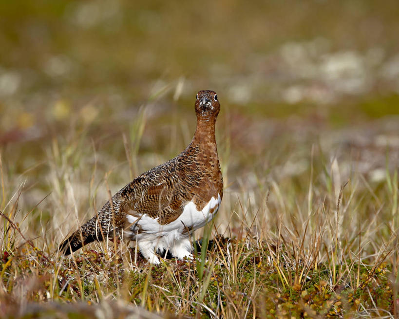 无人,站,横图,室外,白天,侧面,旅游,度假,美景,植物,鸟,美国,阴影,枯萎,朦胧,模糊,光线,鸟类,影子,景观,枯草,注视,娱乐,草,一只,黄色,阳光,自然,观察,看,站着,享受,休闲,景色,放松,观看,察看,北美,北美洲,国家公园,关注,自然风光,美洲,雷鸟,阿拉斯加,阿拉斯加州,柳雷鸟,北亚美利加洲,亚美利加洲,最后的边疆,午夜阳光之地,雪鸡,卡特迈国家公园,卡特迈自然保护区,岩雷鸟,松鸡,站立,彩图,全身