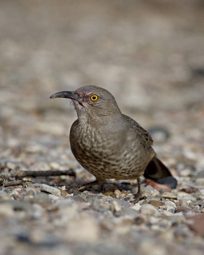 无人,站,竖图,室外,特写,白天,正面,旅游,度假,石头,美景,鸟,美国,朦胧,模糊,鸟类,石子,景观,注视,娱乐,一只,自然,观察,看,站着,享受,休闲,景色,放松,观看,察看,北美,北美洲,关注,自然风光,美洲,新墨西哥,新墨西哥州,北亚美利加洲,亚美利加洲,迷人之地,迷人之州,嘲鸫,模仿鸟,弯嘴嘲鸫,石块,岩石,站立,彩图,全身