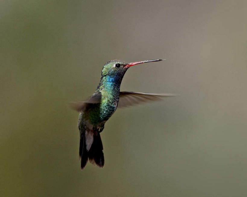 无人,横图,室外,特写,白天,侧面,旅游,度假,美景,蜂鸟,鸟,美国,飞翔,伸展,张开,展翅,朦胧,模糊,飞行,翅膀,鸟类,景观,翱翔,注视,娱乐,飞舞,一只,自然,观察,看,享受,休闲,景色,放松,观看,察看,亚利桑那,北美,北美洲,关注,自然风光,美洲,张开翅膀,亚利桑那州,大峡谷之州,北亚美利加洲,亚美利加洲,遨游,漫游,展开翅膀,阔嘴蜂鸟,彩图,全身