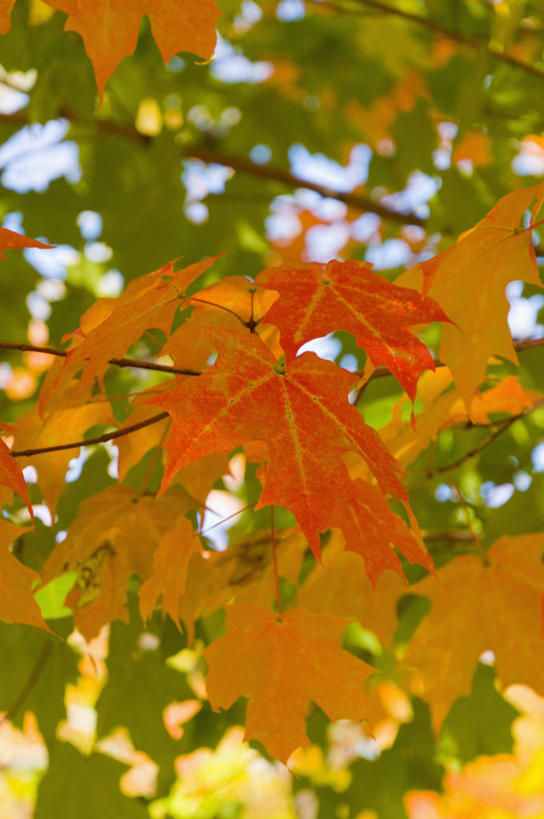 无人,竖图,室外,特写,白天,仰视,旅游,度假,美景,植物,叶子,美国,阴影,朦胧,模糊,光线,纹理,影子,景观,枫叶,枯叶,绿叶,落叶,娱乐,黄色,红色,蓝色,绿色,蓝天,天空,阳光,自然,天,享受,休闲,嫩叶,景色,放松,晴朗,枫树叶,北美,北美洲,自然风光,美洲,缅因州,万里无云,肌理,北亚美利加洲,亚美利加洲,缅因,松林之州,威斯卡西特,叶,叶片,叶脉,晴空,晴空万里,彩图,低角度拍摄