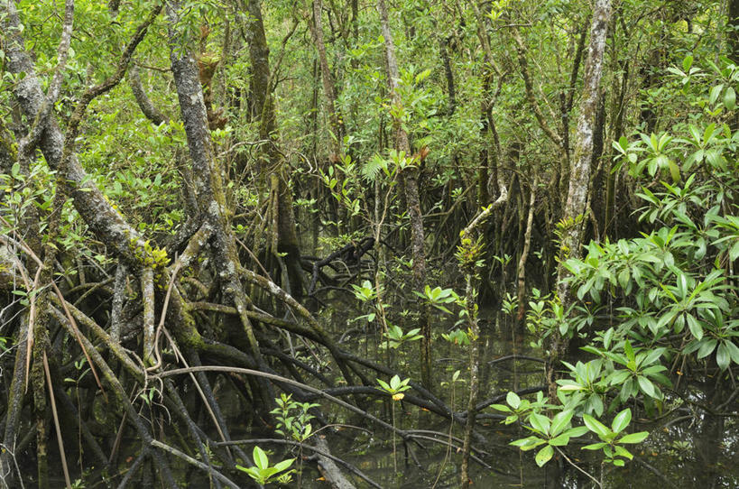 无人,公园,横图,俯视,室外,白天,旅游,度假,美景,森林,树林,植物,叶子,澳大利亚,阴影,光线,影子,景观,绿叶,枝条,娱乐,树,树木,树枝,绿色,阳光,自然,享受,休闲,嫩叶,景色,放松,生长,成长,国家公园,自然风光,大洋洲,澳洲,昆士兰州,南方大陆,澳大利亚联邦,昆士兰,虬枝,枝杈,丹翠国家公园,叶,叶片,彩图,高角度拍摄