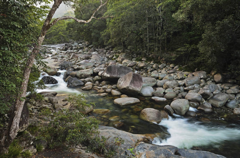 无人,公园,横图,室外,白天,正面,旅游,度假,河流,石头,美景,森林,树林,水,植物,澳大利亚,阴影,光线,石子,影子,河水,景观,水流,青苔,苔藓,娱乐,树,树木,绿色,阳光,自然,享受,休闲,景色,放松,生长,成长,国家公园,自然风光,大洋洲,澳洲,昆士兰州,南方大陆,澳大利亚联邦,昆士兰,丹翠国家公园,石块,岩石,彩图