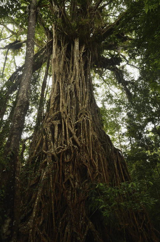 无人,竖图,室外,白天,仰视,旅游,度假,美景,森林,树林,植物,叶子,澳大利亚,阴影,光线,影子,景观,绿叶,树桩,枝条,娱乐,树,树干,树木,树枝,绿色,阳光,自然,享受,休闲,嫩叶,木桩,景色,放松,巨大,庞大,生长,成长,自然风光,大洋洲,澳洲,昆士兰州,南方大陆,澳大利亚联邦,昆士兰,宏大,硕大,伟大,虬枝,枝杈,阿瑟顿高原,阿瑟顿台地,叶,叶片,彩图,低角度拍摄