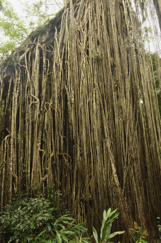 无人,竖图,室外,白天,仰视,旅游,度假,美景,植物,无花果,澳大利亚,吊挂,悬挂,阴影,光线,影子,景观,树根,树桩,枝条,挂,娱乐,树,树干,树木,树枝,绿色,阳光,自然,享受,休闲,木桩,景色,放松,生长,成长,自然风光,大洋洲,澳洲,昆士兰州,南方大陆,澳大利亚联邦,昆士兰,虬枝,枝杈,阿瑟顿高原,阿瑟顿台地,映日果,树地瓜,奶浆果,蜜果,彩图,低角度拍摄