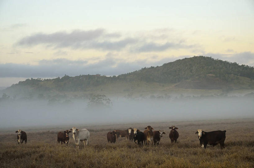 无人,农田,站,横图,室外,白天,正面,旅游,度假,庄稼,农作物,草地,草坪,日出,美景,山,山脉,太阳,植物,雾,牛,澳大利亚,许多,阴影,朦胧,模糊,光线,影子,景观,山峰,朝霞,晨曦,黎明,山峦,注视,娱乐,草,绿色,阳光,自然,动物,群山,观察,看,站着,享受,休闲,家畜,景色,放松,牲畜,观看,迷雾,察看,关注,自然风光,大洋洲,澳洲,昆士兰州,南方大陆,澳大利亚联邦,昆士兰,阿瑟顿高原,阿瑟顿台地,朝阳,大雾,站立,彩图,全身,耕地,庄稼田,破晓