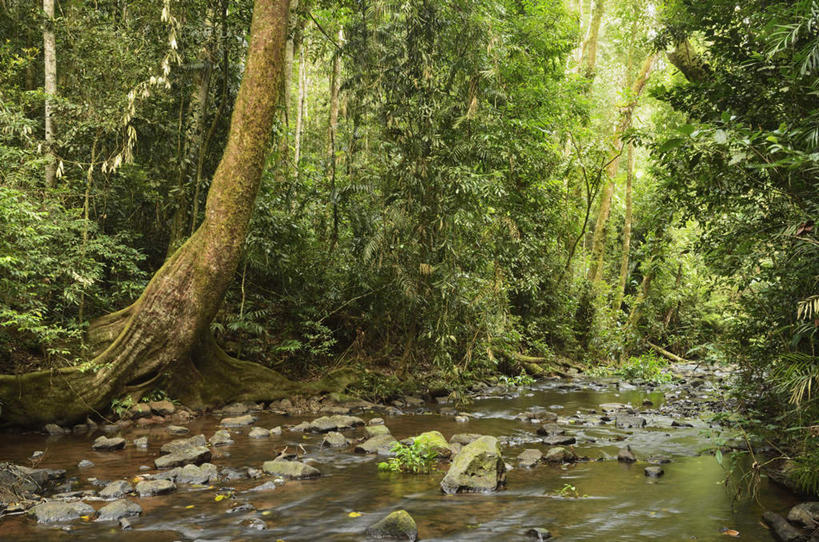 无人,横图,室外,白天,正面,旅游,度假,湖,湖泊,石头,美景,森林,树林,水,植物,澳大利亚,阴影,光线,石子,影子,湖面,景观,水流,水面,娱乐,树,树木,绿色,阳光,自然,湖水,享受,休闲,景色,放松,生长,成长,自然风光,大洋洲,澳洲,昆士兰州,南方大陆,澳大利亚联邦,昆士兰,阿瑟顿高原,阿瑟顿台地,石块,岩石,彩图