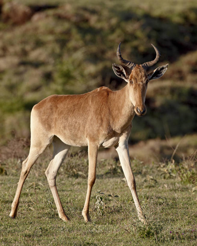 无人,站,竖图,室外,白天,侧面,旅游,度假,草地,草坪,美景,植物,哺乳动物,野生动物,羊,非洲,坦桑尼亚,阴影,朦胧,模糊,光线,羚羊,影子,景观,注视,娱乐,草,树,树木,一只,绿色,阳光,自然,动物,观察,看,站着,享受,休闲,景色,放松,可爱,活泼,生长,成长,观看,察看,关注,自然风光,东非,恩戈罗恩戈罗保护区,恩戈罗恩戈罗自然保护区,坦桑尼亚联合共和国,狷羚,站立,彩图,全身