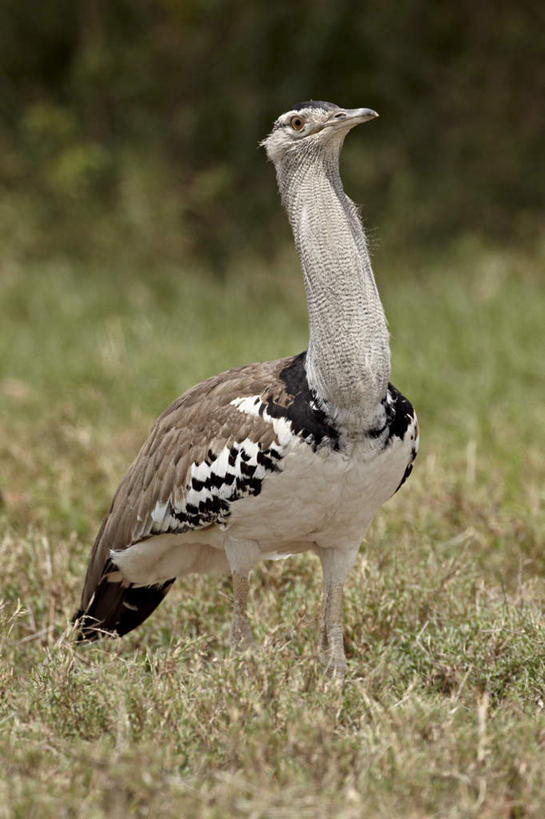 无人,公园,站,竖图,室外,白天,正面,草地,草坪,美景,植物,鸟,非洲,坦桑尼亚,阴影,朦胧,模糊,光线,鸟类,影子,景观,注视,草,一只,绿色,阳光,自然,观察,看,站着,景色,观看,察看,国家公园,关注,自然风光,鸨鸟,大鸨,地鵏,野雁,东非,塞伦盖蒂国家公园,坦桑尼亚联合共和国,站立,彩图,全身