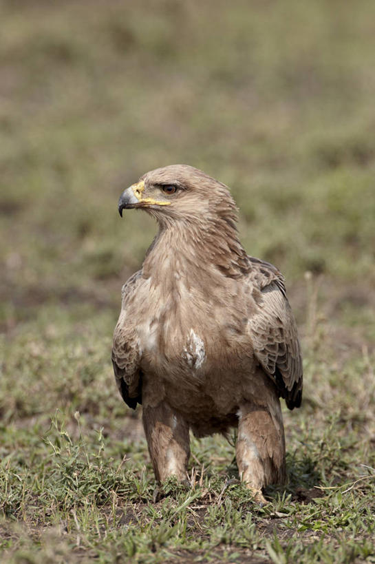 无人,公园,站,竖图,室外,特写,白天,正面,草地,草坪,美景,植物,鸟,野生动物,非洲,坦桑尼亚,阴影,朦胧,模糊,光线,鸟类,影子,景观,注视,草,一只,绿色,阳光,自然,动物,观察,看,站着,景色,可爱,活泼,观看,察看,国家公园,关注,自然风光,东非,塞伦盖蒂国家公园,坦桑尼亚联合共和国,草原鸡鵟,草原鹰,站立,彩图,全身