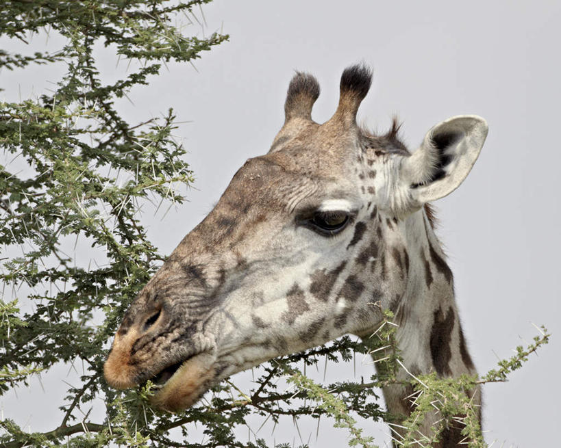 脸,头,脸颊,无人,公园,吃,横图,室外,特写,白天,仰视,美景,哺乳动物,长颈鹿,野生动物,叶子,非洲,坦桑尼亚,阴影,光线,影子,景观,绿叶,注视,一只,蓝色,蓝天,天空,阳光,自然,动物,天,观察,看,嫩叶,景色,活泼,晴朗,观看,察看,国家公园,关注,自然风光,万里无云,东非,塞伦盖蒂国家公园,坦桑尼亚联合共和国,马赛长颈鹿,头部,脸部,脸蛋,面部,叶,叶片,晴空,晴空万里,嚼,食,半身,彩图,低角度拍摄