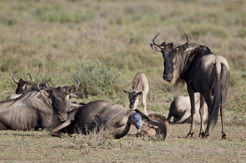 无人,公园,站,横图,室外,白天,草地,草坪,美景,植物,野生动物,羊,非洲,坦桑尼亚,许多,阴影,朦胧,模糊,光线,羚羊,影子,景观,扭头,注视,草,背面,绿色,阳光,自然,动物,观察,看,趴着,站着,转头,景色,可爱,活泼,观看,察看,国家公园,关注,自然风光,东非,塞伦盖蒂国家公园,坦桑尼亚联合共和国,蓝牛羚,蓝牛,趴,站立,半身,彩图