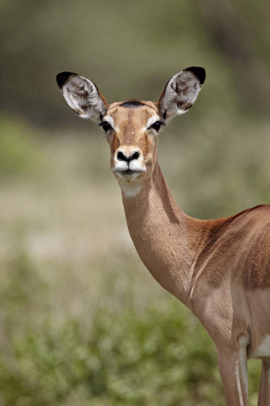 无人,公园,站,竖图,室外,特写,白天,正面,草地,草坪,美景,植物,野生动物,羊,非洲,坦桑尼亚,阴影,朦胧,模糊,光线,羚羊,影子,景观,注视,草,一只,绿色,阳光,自然,动物,观察,看,站着,景色,可爱,活泼,观看,察看,国家公园,关注,自然风光,黑斑羚,东非,塞伦盖蒂国家公园,坦桑尼亚联合共和国,斑羚,高角羚,站立,半身,彩图