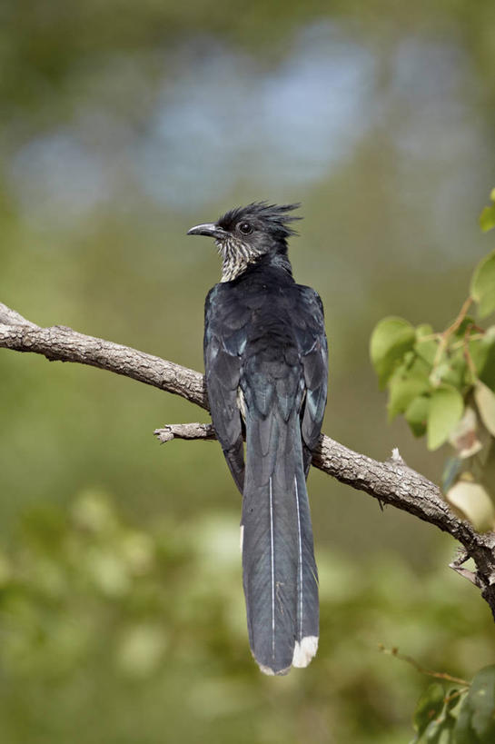 无人,动物园,站,竖图,室外,特写,白天,美景,植物,鸟,非洲,南非,阴影,朦胧,模糊,光线,鸟类,影子,景观,杜鹃,枝条,注视,树,树木,树枝,背面,阳光,自然,观察,看,站着,景色,观看,察看,国家公园,关注,自然风光,克鲁格国家公园,阿非利加洲,鶗鴂,德兰士瓦省,南非共和国,虬枝,枝杈,凤头鹃,莱氏凤头鹃,站立,彩图,全身