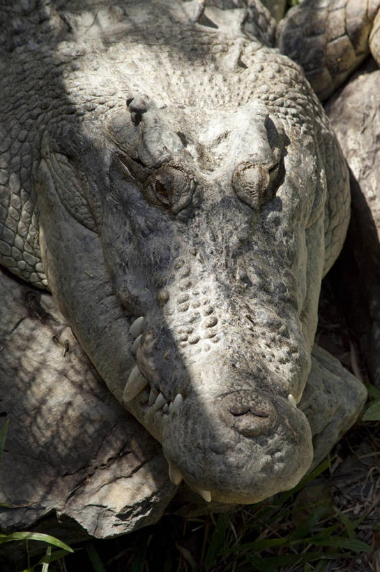 头,无人,竖图,俯视,室外,特写,白天,旅游,度假,美景,鳄鱼,野生动物,澳大利亚,阴影,光线,爬行动物,影子,景观,注视,娱乐,一只,阳光,自然,动物,观察,看,趴着,享受,休闲,景色,放松,观看,察看,关注,自然风光,大洋洲,澳洲,凶猛,昆士兰州,南方大陆,首府,澳大利亚联邦,凯恩斯,道格拉斯港,残暴,凶残,头部,趴,半身,彩图,高角度拍摄