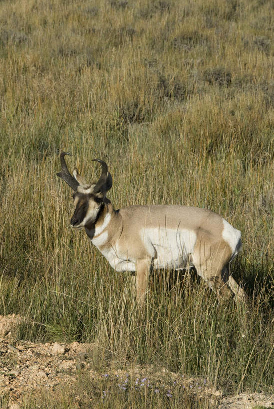 无人,公园,站,竖图,俯视,室外,白天,旅游,度假,草地,草坪,美景,植物,野生动物,美国,阴影,光线,羚羊,影子,景观,注视,娱乐,草,一只,绿色,阳光,自然,动物,观察,看,站着,享受,休闲,景色,放松,可爱,活泼,观看,察看,北美,北美洲,国家公园,犹他州,关注,自然风光,美洲,北亚美利加洲,亚美利加洲,犹他,蜂窝之州,蜂房州,布莱斯国家公园,布莱斯峡谷,布莱斯峡谷国家公园,叉角羚,美国羚羊,站立,彩图,高角度拍摄,全身