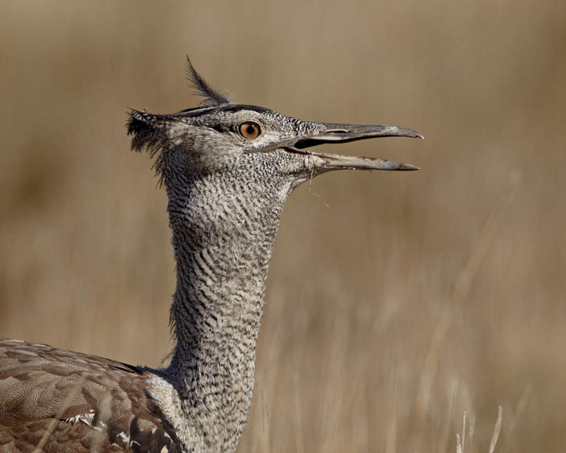 无人,站,横图,室外,特写,白天,侧面,旅游,度假,美景,植物,鸟,非洲,阴影,枯萎,朦胧,模糊,光线,鸟类,影子,景观,枯草,注视,娱乐,草,一只,黄色,阳光,自然,观察,看,站着,张嘴,享受,休闲,景色,放松,观看,察看,关注,自然风光,张大嘴巴,阿非利加洲,鸨鸟,大鸨,地鵏,野雁,卡格拉格帝边境公园,卡格拉格帝跨国境公园,卡格拉格帝越界公园,张开嘴,站立,半身,彩图