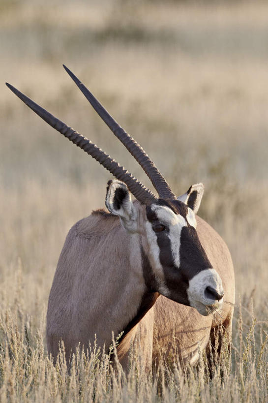 无人,走,竖图,室外,白天,正面,旅游,度假,美景,植物,野生动物,羊,非洲,阴影,枯萎,朦胧,模糊,光线,羚羊,影子,景观,枯草,扭头,注视,娱乐,草,一只,黄色,阳光,自然,动物,观察,看,转头,享受,休闲,景色,放松,可爱,活泼,观看,察看,关注,自然风光,长角羚,阿非利加洲,卡格拉格帝边境公园,卡格拉格帝跨国境公园,卡格拉格帝越界公园,白长角羚,步行,散步,走路,彩图,全身