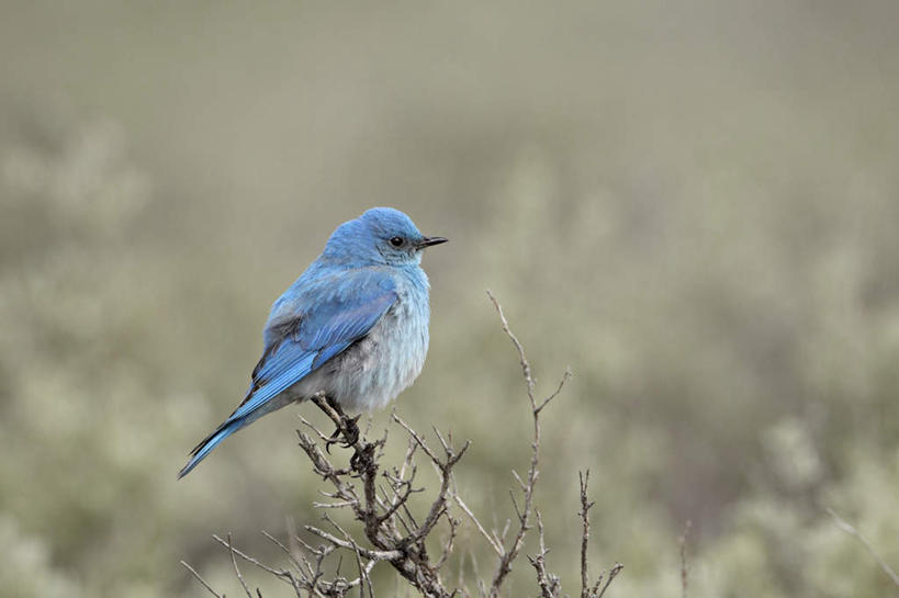 无人,公园,横图,室外,特写,白天,侧面,旅游,度假,美景,植物,鸟,叶子,美国,阴影,朦胧,模糊,光线,鸟类,知更鸟,影子,景观,绿叶,枝条,注视,停留,娱乐,树,树木,树枝,一只,阳光,自然,观察,看,享受,休闲,嫩叶,景色,放松,观看,停止,察看,北美,北美洲,国家公园,关注,自然风光,美洲,黄石国家公园,怀俄明州,怀俄明,黄石公园,北亚美利加洲,亚美利加洲,平等之州,红襟鸟,欧亚鸲,知更雀,逗留,停顿,虬枝,枝杈,罗宾鸟,蓝知更鸟,叶,叶片,彩图,全身