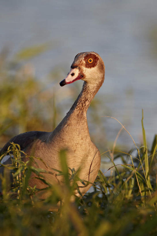 无人,动物园,站,竖图,室外,特写,白天,正面,旅游,度假,草地,草坪,湖,湖泊,美景,水,植物,鸟,野生动物,非洲,南非,阴影,朦胧,模糊,光线,鸟类,影子,湖面,景观,水流,水面,注视,娱乐,草,一只,绿色,阳光,自然,动物,湖水,观察,看,站着,享受,休闲,景色,放松,可爱,活泼,观看,察看,国家公园,关注,自然风光,克鲁格国家公园,阿非利加洲,德兰士瓦省,南非共和国,埃及雁,秃雁,站立,半身,彩图