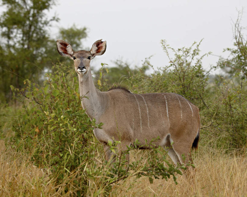 无人,动物园,站,横图,室外,白天,侧面,旅游,度假,草地,草坪,美景,植物,野生动物,羊,非洲,南非,阴影,朦胧,模糊,光线,羚羊,影子,景观,扭头,注视,娱乐,草,树,树木,一只,蓝色,绿色,蓝天,天空,阳光,自然,动物,天,观察,看,站着,转头,享受,休闲,景色,放松,可爱,活泼,生长,晴朗,成长,观看,察看,国家公园,关注,自然风光,万里无云,克鲁格国家公园,阿非利加洲,德兰士瓦省,南非共和国,大捻角羚,大扭角条纹羚,大弯角羚,大旋角羚,扭角林羚,晴空,晴空万里,站立,彩图,全身