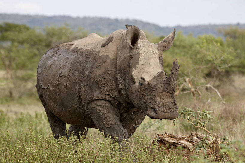 无人,走,横图,室外,白天,正面,旅游,度假,草地,草坪,美景,植物,野生动物,非洲,南非,一头,阴影,朦胧,模糊,光线,影子,景观,注视,娱乐,草,蓝色,绿色,蓝天,天空,阳光,自然,动物,天,观察,看,享受,休闲,景色,放松,晴朗,观看,察看,关注,自然风光,凶猛,白犀,万里无云,阿非利加洲,白犀牛,犀牛之王,南非共和国,夸祖鲁.纳塔尔省,德班,豪鲁维野生动物保护区,残暴,凶残,晴空,晴空万里,犀牛,步行,散步,走路,彩图,全身